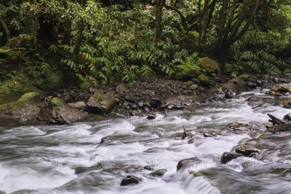 Torrent, Salto do Cabrito waterfall, São Miguel, Azores, Portugal