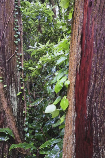 View through two Cryptomeria japonica trees, São Miguel, Azores, Portugal