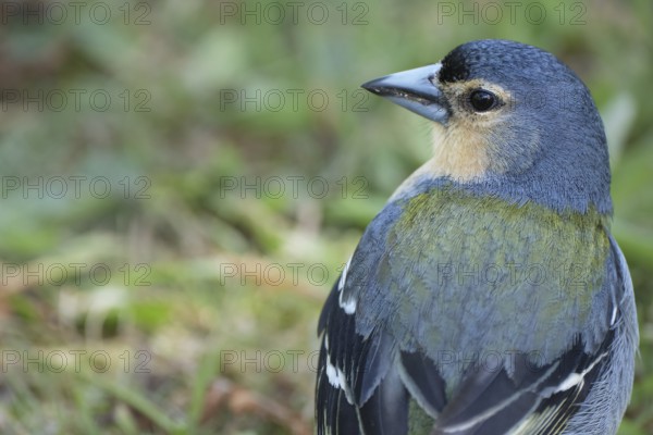 Azores chaffinch (Fringilla moreletti), São Miguel, Azores, Portugal