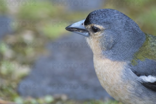 Azores chaffinch (Fringilla moreletti), São Miguel, Azores, Portugal