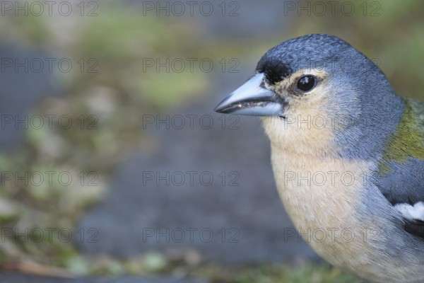 Azores chaffinch (Fringilla moreletti), São Miguel, Azores, Portugal