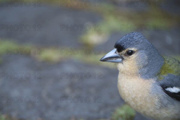 Azores chaffinch (Fringilla moreletti), São Miguel, Azores, Portugal