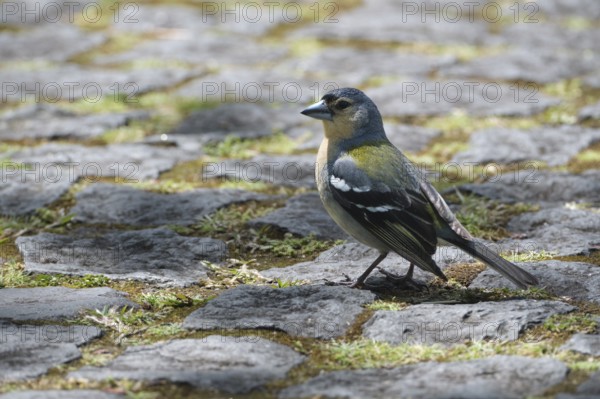 Azores chaffinch (Fringilla moreletti), São Miguel, Azores, Portugal
