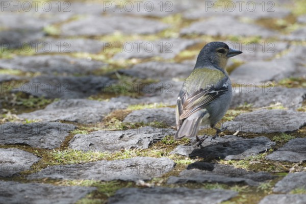 Azores chaffinch (Fringilla moreletti), São Miguel, Azores, Portugal