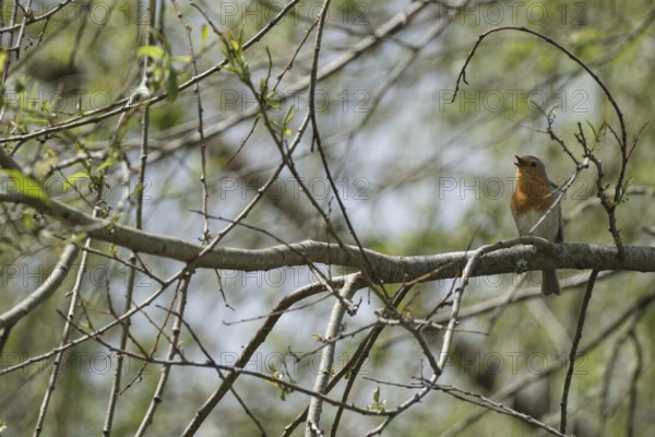 Singing robin, São Miguel, Azores, Portugal