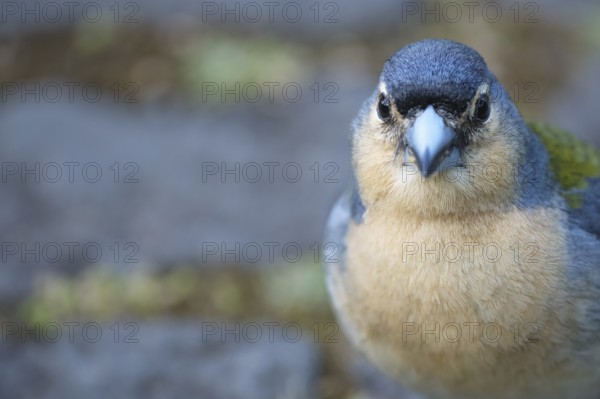 Azores chaffinch (Fringilla moreletti), São Miguel, Azores, Portugal
