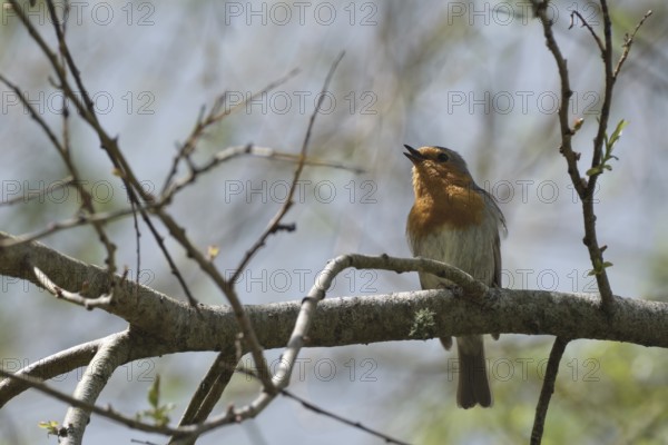 Singing robin, São Miguel, Azores, Portugal