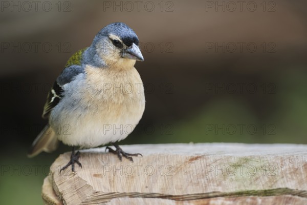 Azores chaffinch (Fringilla moreletti), São Miguel, Azores, Portugal