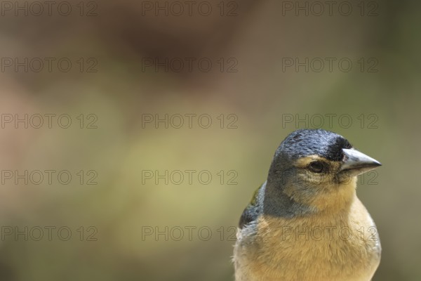 Azores chaffinch (Fringilla moreletti), São Miguel, Azores, Portugal