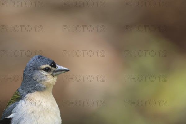 Azores chaffinch (Fringilla moreletti), São Miguel, Azores, Portugal