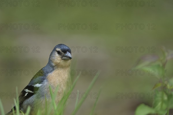 Azores chaffinch (Fringilla moreletti), São Miguel, Azores, Portugal