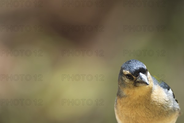 Azores chaffinch (Fringilla moreletti), São Miguel, Azores, Portugal