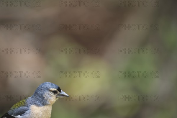 Azores chaffinch (Fringilla moreletti), São Miguel, Azores, Portugal