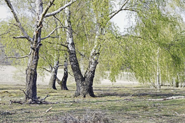 Birches (Betula) in spring standing on a green meadow in a rural landscape, Krefeld