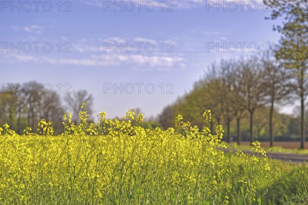 Yellow rape field under a blue sky, surrounded by trees and roads, Meerbusch