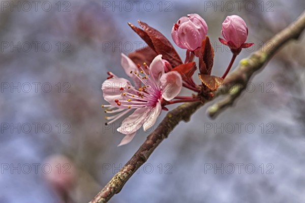 Pink cherry blossoms and buds on a branch in spring light, Krefeld