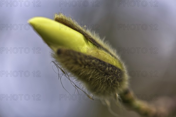 Close-up of a magnolia bud (Magnolia) against a blurred background, Krefeld