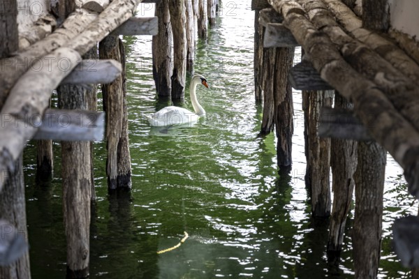 A swan swims under wooden stakes in greenish water, Lake Dwellings Unteruhldingen Open-Air Museum Lake Constance Germany