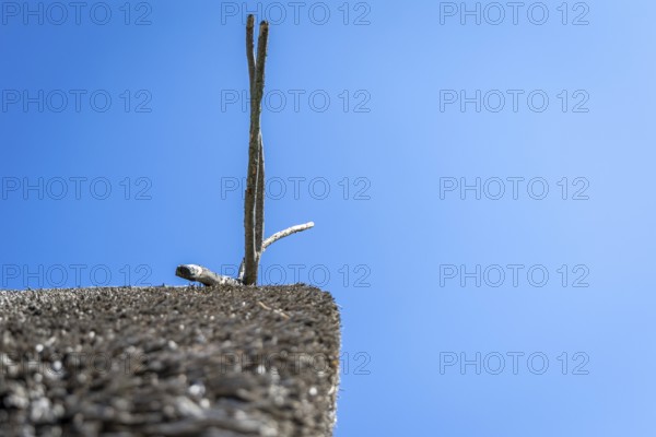 Minimalist photograph of a wooden roof in front of a blue sky, Lake Dwellings Unteruhldingen Open-Air Museum Lake Constance Germany