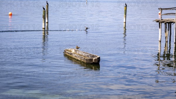 Small boat and birds on a calm lake under a blue sky, pile dwellings Unteruhldingen Open Air Museum Lake Constance Germany