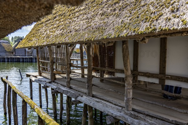 Traditional wooden pile hut with thatched roof extends over water, creates shade, pile dwellings Unteruhldingen Open-Air Museum Lake Constance Germany