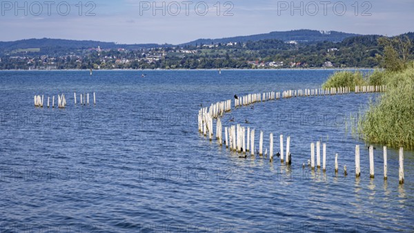 Piles protruding from the blue lake, with hills and sky in the background, pile dwellings Unteruhldingen Open-Air Museum Lake Constance Germany