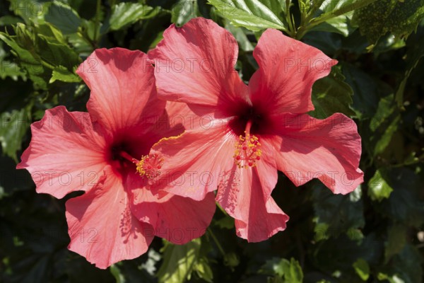 Hibiscus (Hibiscus), close-up of red flowers in front of green vegetation, national flower of Okinawa, Hibiscus Garden, sight, tourist attraction, botanical garden, Ie-jima, Ie Island, Motobu, Kunigami District, Okinawa, Japan