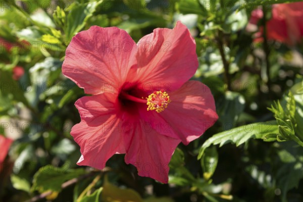 Hibiscus (Hibiscus), close-up of a red blossom in front of green vegetation, national flower of Okinawa, Hibiscus Garden, sight, tourist attraction, botanical garden, Ie-jima, Ie Island, Motobu, Kunigami District, Okinawa, Japan