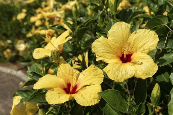 Hibiscus (Hibiscus), close-up of yellow flowers in front of green vegetation, national flower of Okinawa, Hibiscus Garden, sight, tourist attraction, botanical garden, Ie-jima, Ie Island, Motobu, Kunigami District, Okinawa, Japan
