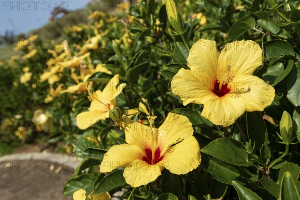Hibiscus (Hibiscus), close-up of yellow flowers in front of green vegetation, national flower of Okinawa, Hibiscus Garden, sight, tourist attraction, botanical garden, Ie-jima, Ie Island, Motobu, Kunigami District, Okinawa, Japan