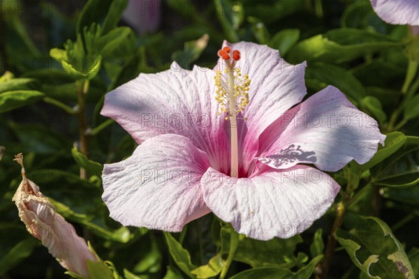 Hibiscus (Hibiscus), close-up of a pink flower in front of green vegetation, national flower of Okinawa, Hibiscus Garden, sight, tourist attraction, botanical garden, Ie-jima, Ie Island, Motobu, Kunigami District, Okinawa, Japan