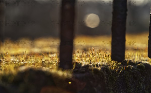 Moss in warm sunlight in front of blurred background with fence, Krefeld
