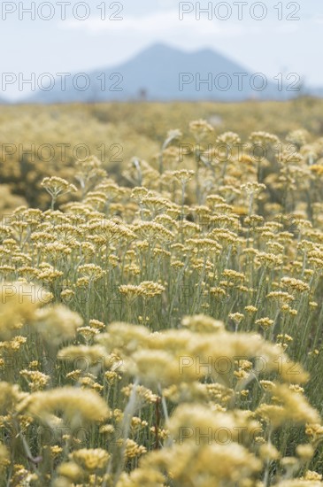 Cultivation of the Curry plant (Helichrysum italicum), also known as Italian immortelle or curry herb, a plant species in the Asteraceae family. and used as a spice plant in the Mediterranean region, Plateau de Valensole, Alpes-de-Haute-Provence department, Provence-Alpes-Cote-d'Azur region, France