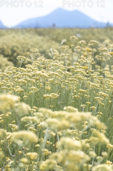 Cultivation of the Curry plant (Helichrysum italicum), also known as Italian immortelle or curry herb, a plant species in the Asteraceae family. and used as a spice plant in the Mediterranean region, Plateau de Valensole, Alpes-de-Haute-Provence department, Provence-Alpes-Cote-d'Azur region, France