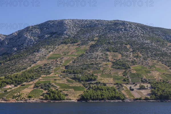 View of vineyards from the sea, Ivan Dolac, island of Hvar, Dalmatia, Croatia