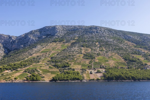 View of vineyards from the sea, Ivan Dolac, island of Hvar, Dalmatia, Croatia