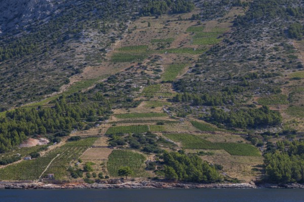 View from the sea of vineyards on the coast of the island of Hvar, near Ivan Dolac, Hvar, Dalmatia, Croatia
