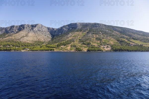 View from the sea of vineyards on the coast of the island of Hvar, near Ivan Dolac, Hvar, Dalmatia, Croatia