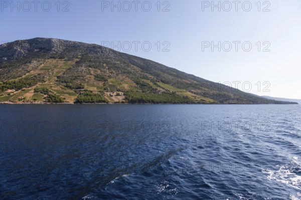 View from the sea of vineyards on the coast of the island of Hvar, near Ivan Dolac, Hvar, Dalmatia, Croatia