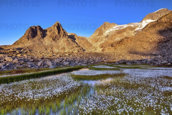 Flowering cotton grass (Eriophorum) in the Furka region at sunrise, Urseren Valley, Canton Uri, Switzerland