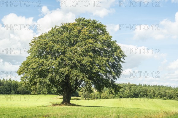 Lonely beech tree on meadow in Skåne county, Sweden, Scandinavian