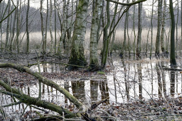 Birch swamp forest, birch bog forest, forest with high water level, Lower Saxony, Germany