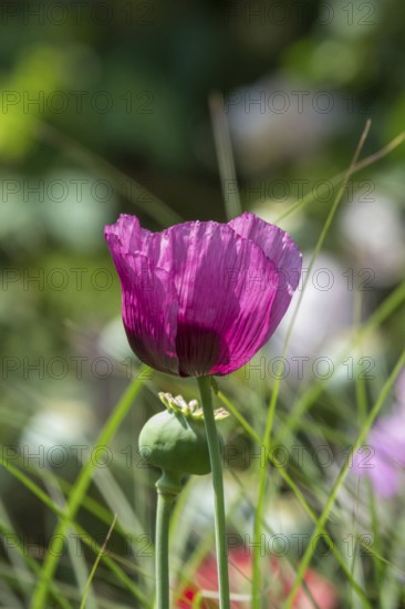 Purple poppy flower (Papaver), Münsterland, North Rhine-Westphalia, Germany