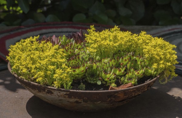Sedum species in a bowl, North Rhine-Westphalia, Germany