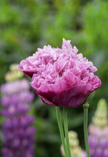 Double poppies (Papaver), North Rhine-Westphalia, Germany