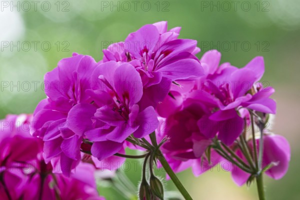 Geranium blossoms, pelargoniums, Münsterland, North Rhine-Westphalia, Germany