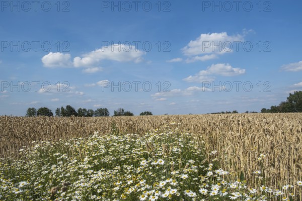 A rural scene with a blue sky, clouds and a wheat field, chamomile in the foreground, Münsterland, North Rhine-Westphalia, Germany