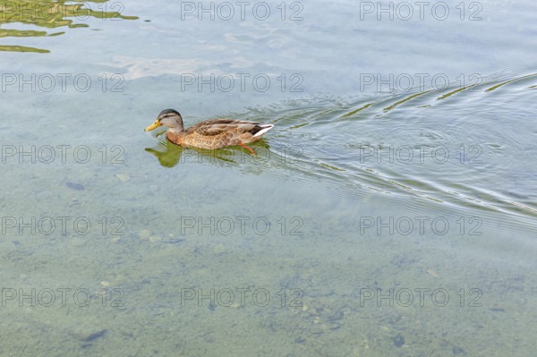 A duck (Anas platyrhynchos) swimming on calm, clear water, Lake Altaussee, Altaussee, Styria, Austria