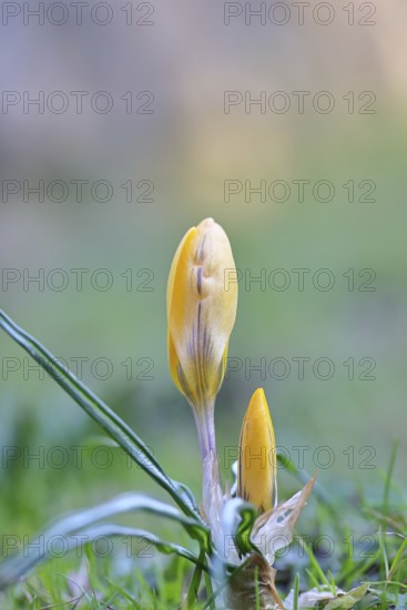 Yellow crocuses (Crocus sp.) on a lawn in the garden, Wilnsdorf, North Rhine-Westphalia, Germany