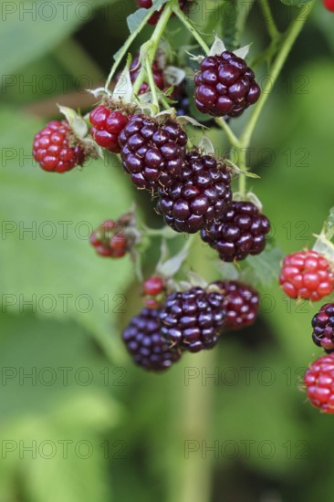 Blackberries (Rubus fruticosus), unripe and ripe fruit on a bush in a forest, Wilnsdorf, North Rhine-Westphalia, Germany
